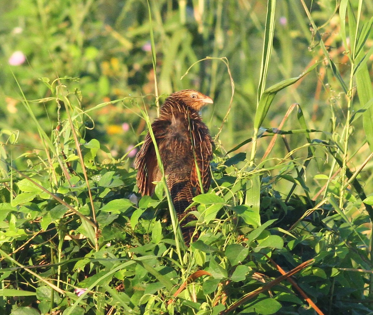 Lesser Coucal - ML165563061