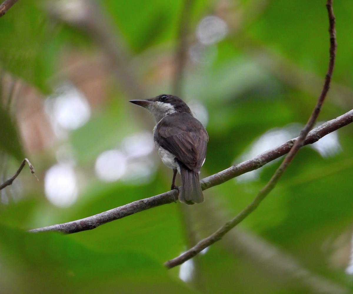 Black-winged Flycatcher-shrike - ML165563631