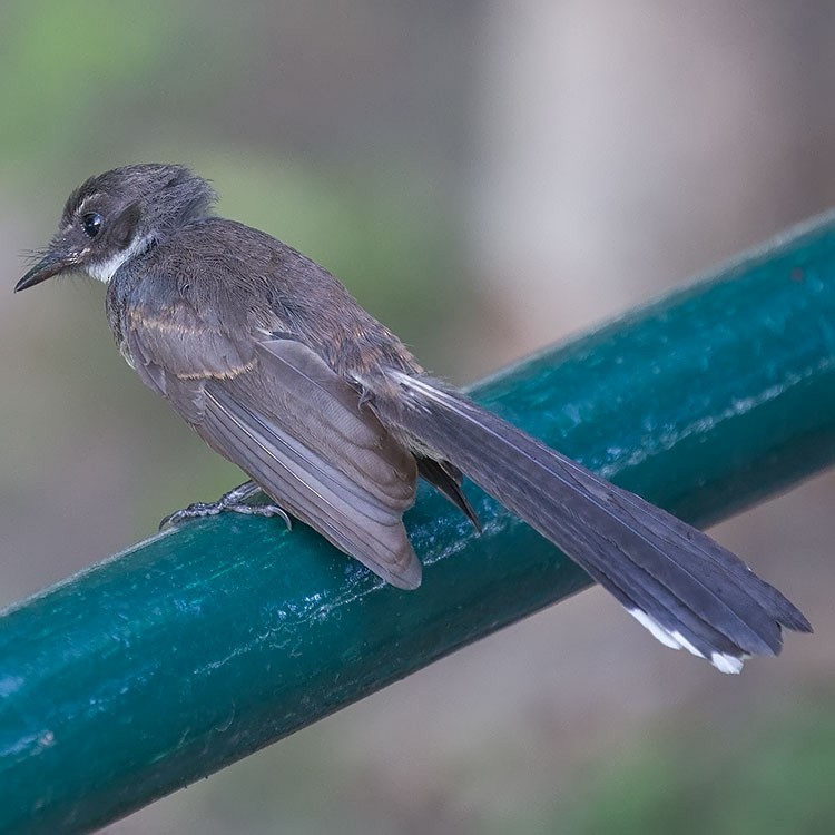 Malaysian Pied-Fantail - ML165567191