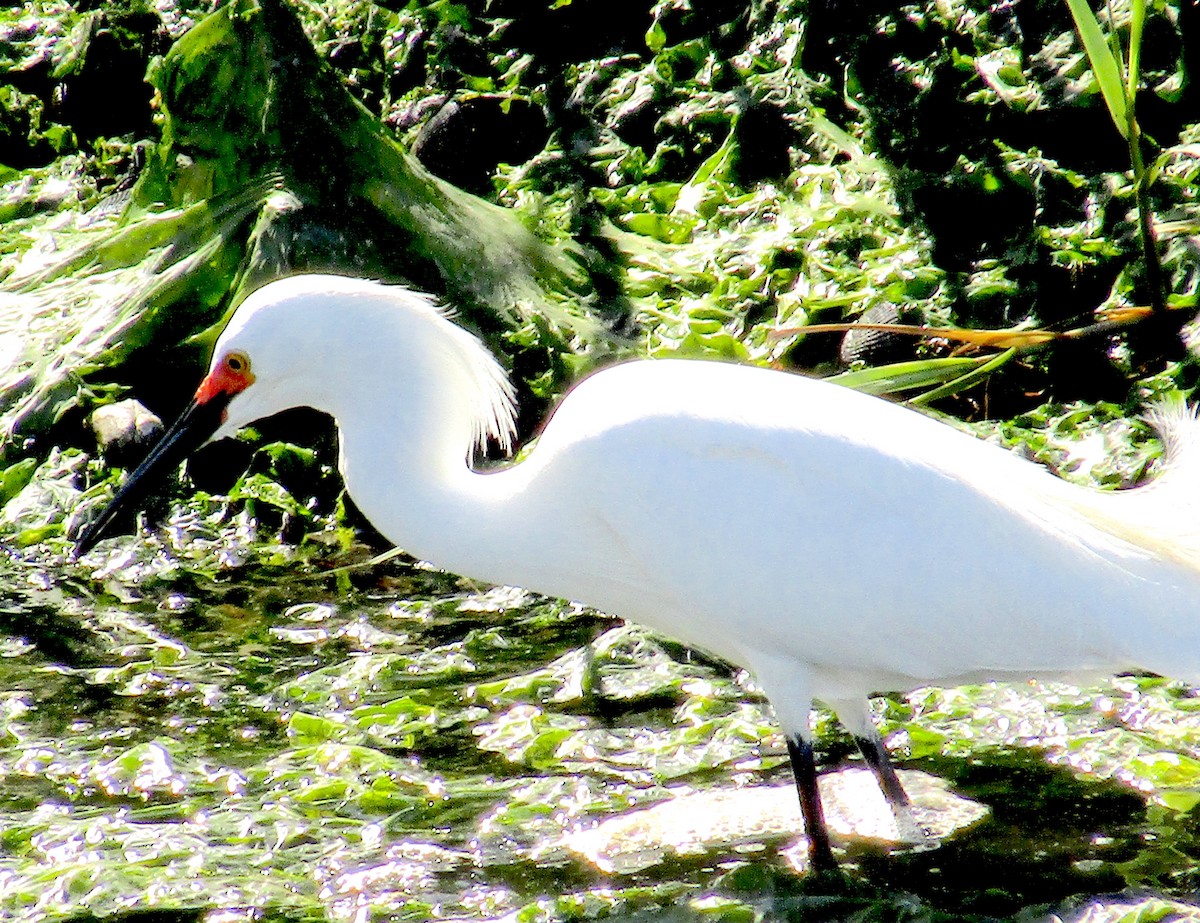 Snowy Egret - ML165570971