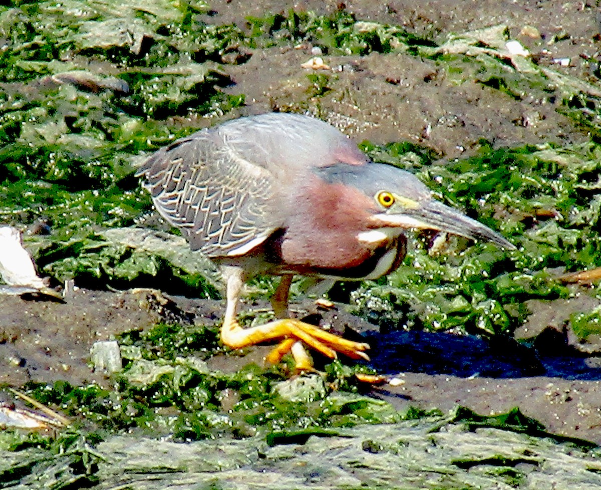 Green Heron - ML165570991