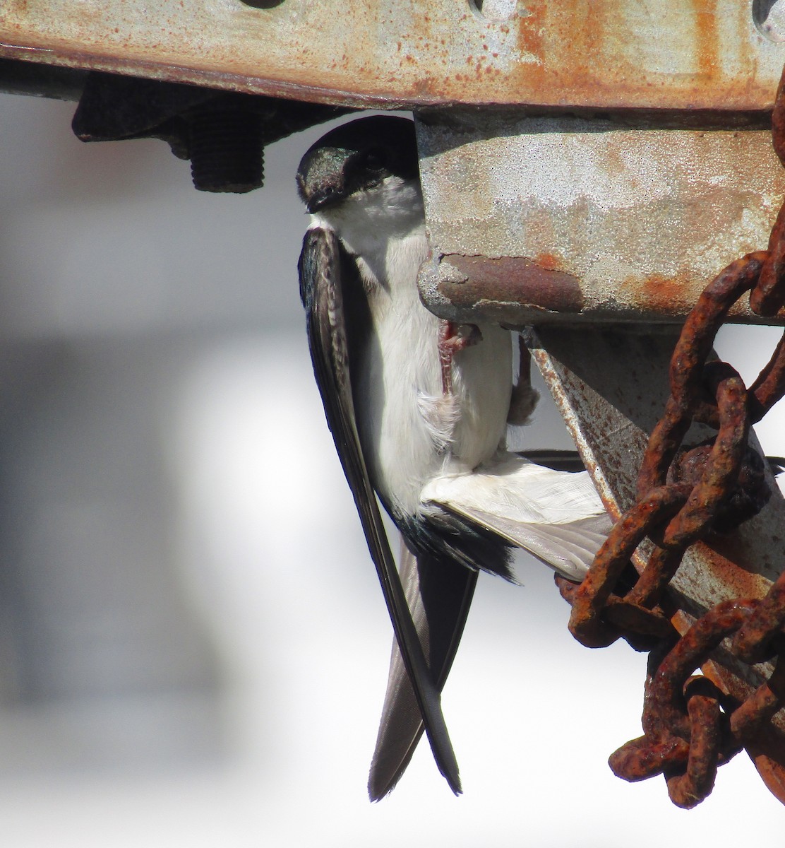 Tree Swallow - ML165571061