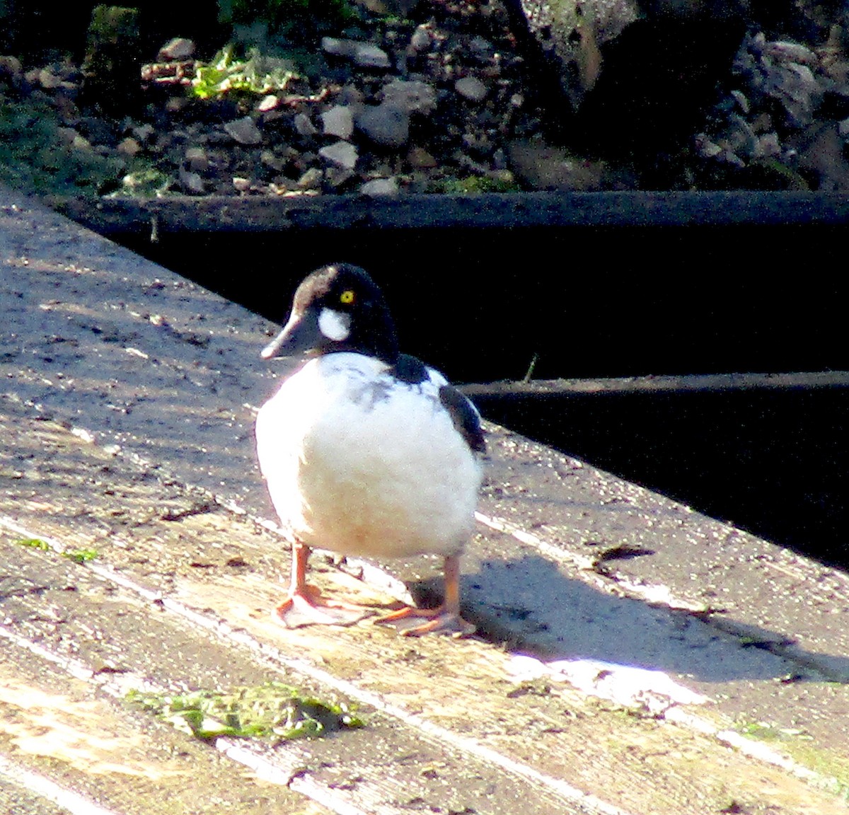 Common Goldeneye - ML165571131