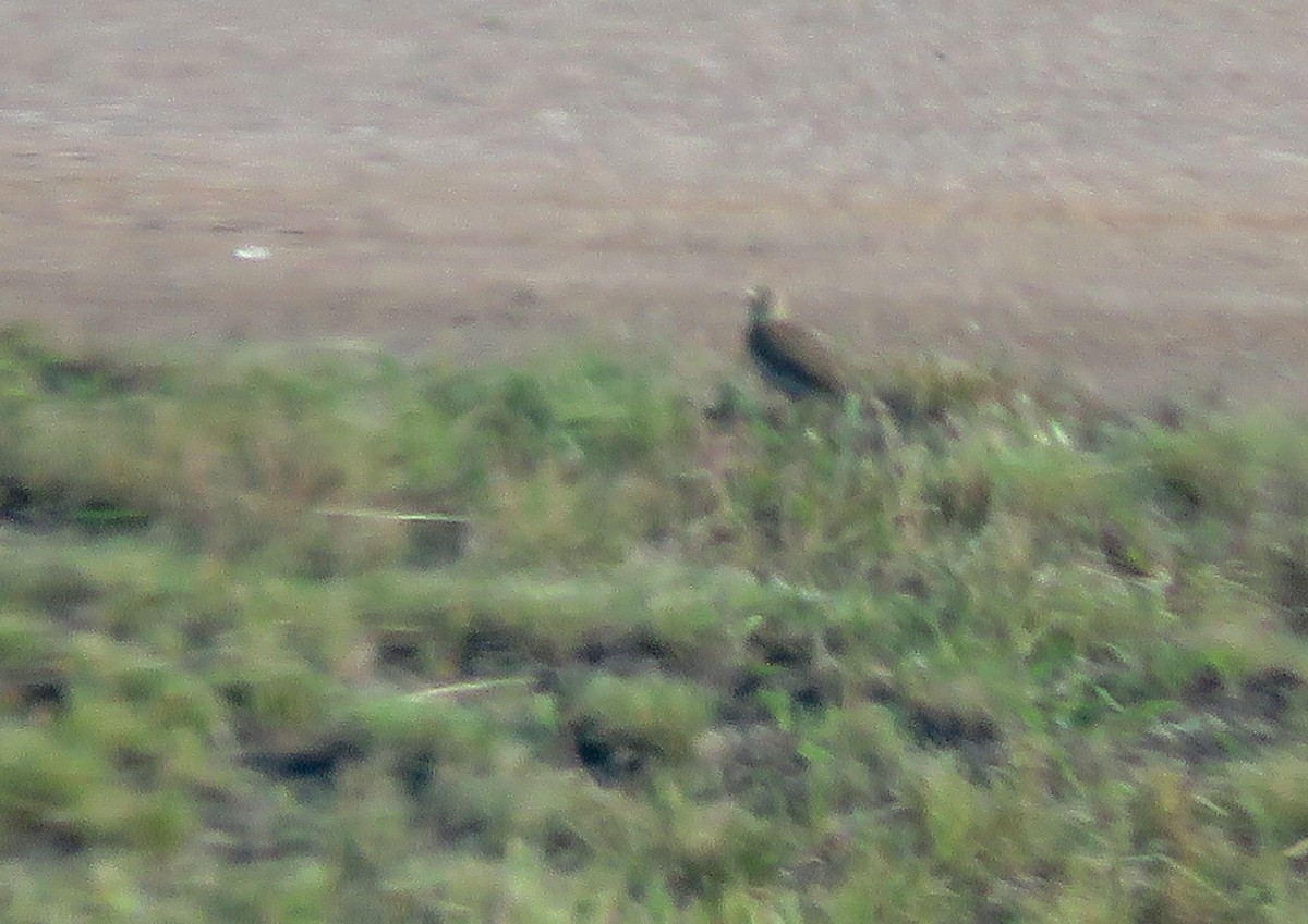 Eurasian Skylark (European) - ML165571361