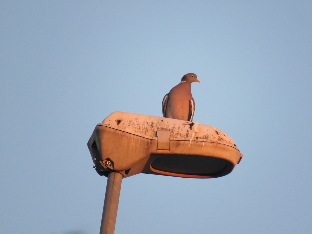 Common Wood-Pigeon - ML165571451