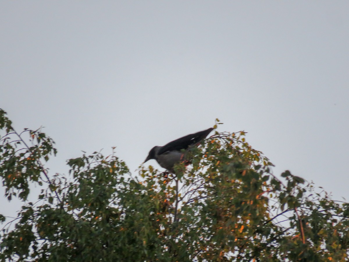 Hooded Crow - ML165571631