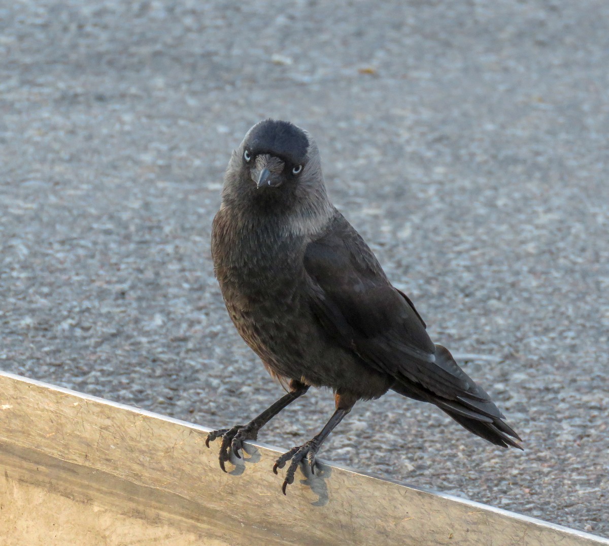 Eurasian Jackdaw - ML165571681