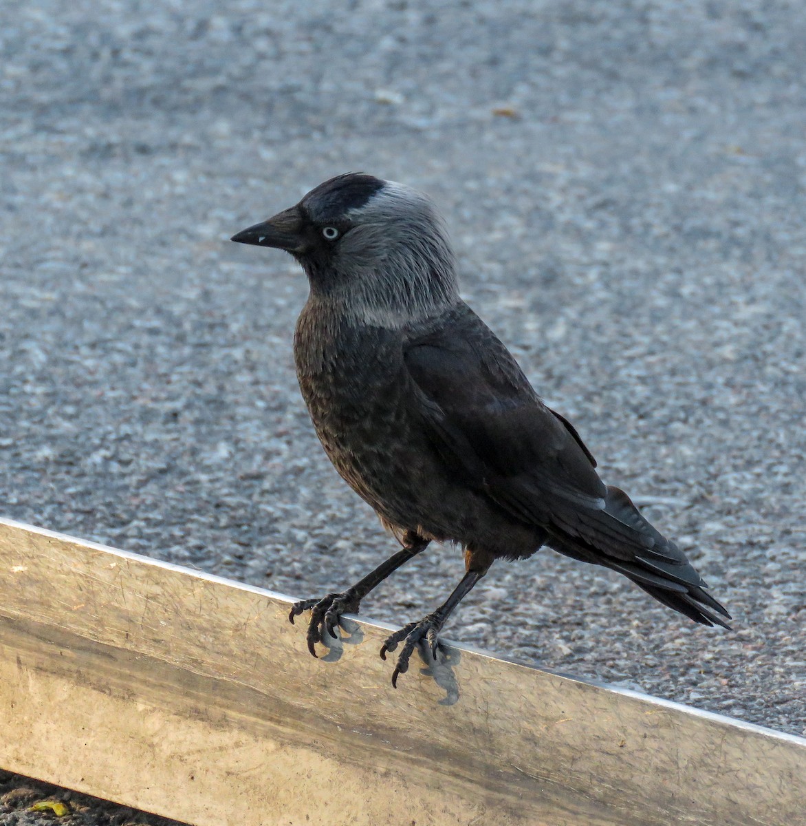 Eurasian Jackdaw - ML165571691