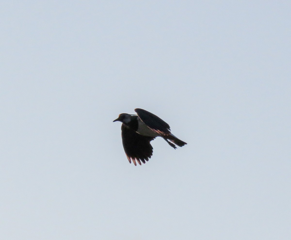 Northern Lapwing - ML165571711