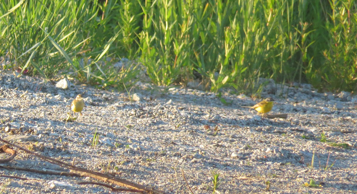 Western Yellow Wagtail (thunbergi) - ML165571761