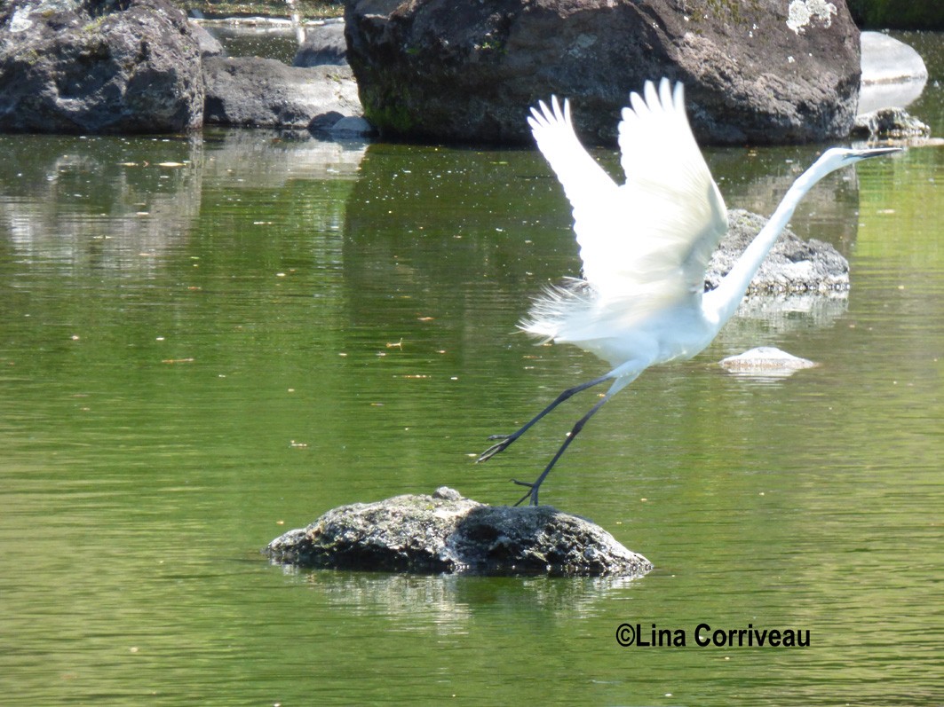 Great Egret - Lina Corriveau