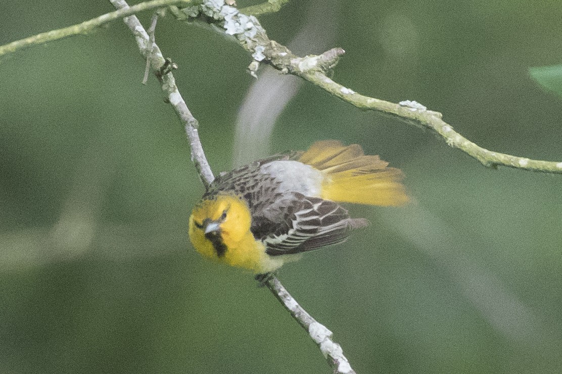 Bullock's Oriole - ML165572681