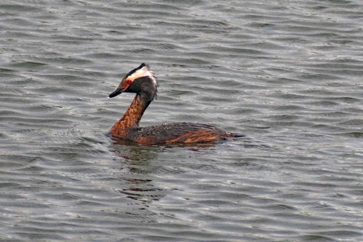 Horned Grebe - ML165575621