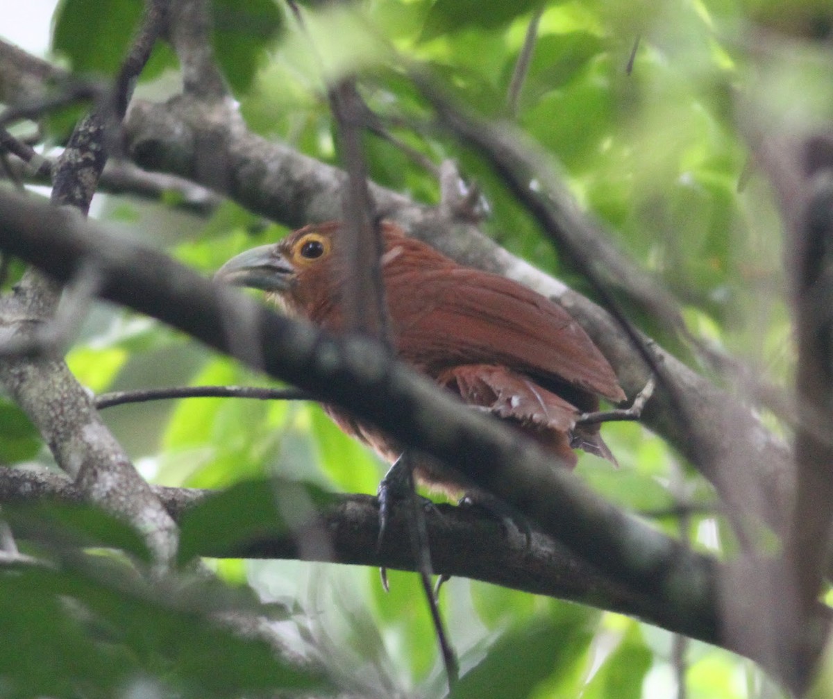 Rufous Coucal - ML165576301