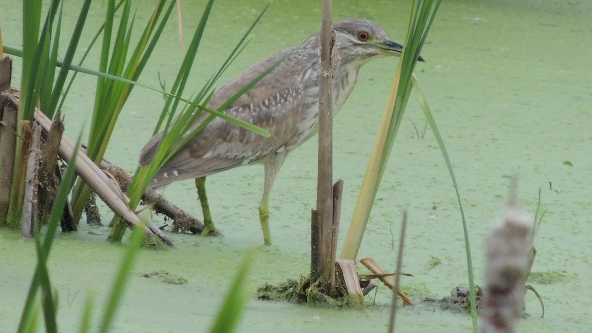 Black-crowned Night Heron - Anonymous