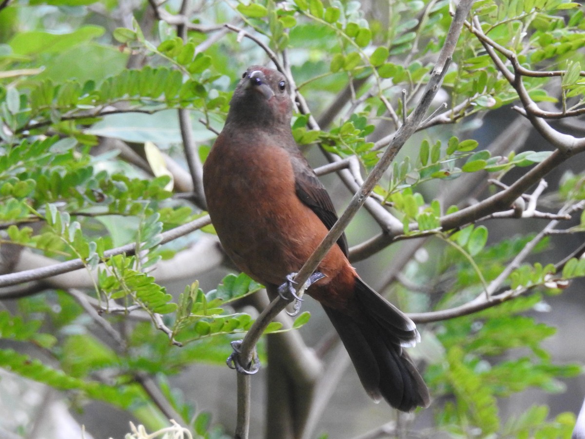 Brazilian Tanager - ML165577291