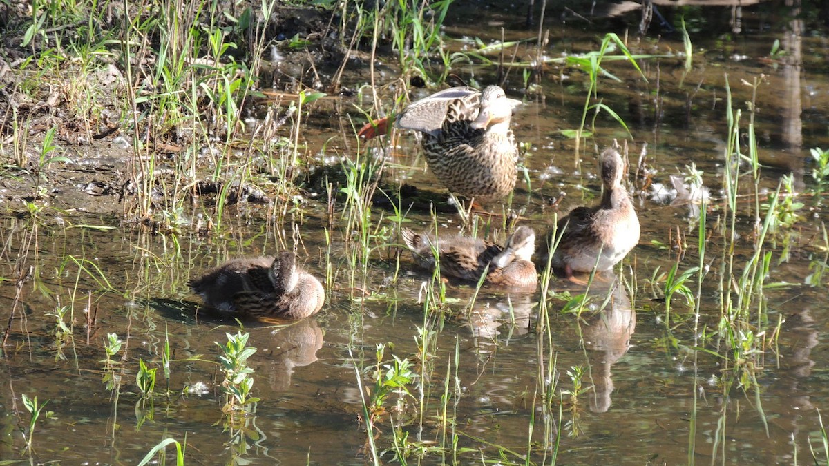 Canard colvert - ML165578641