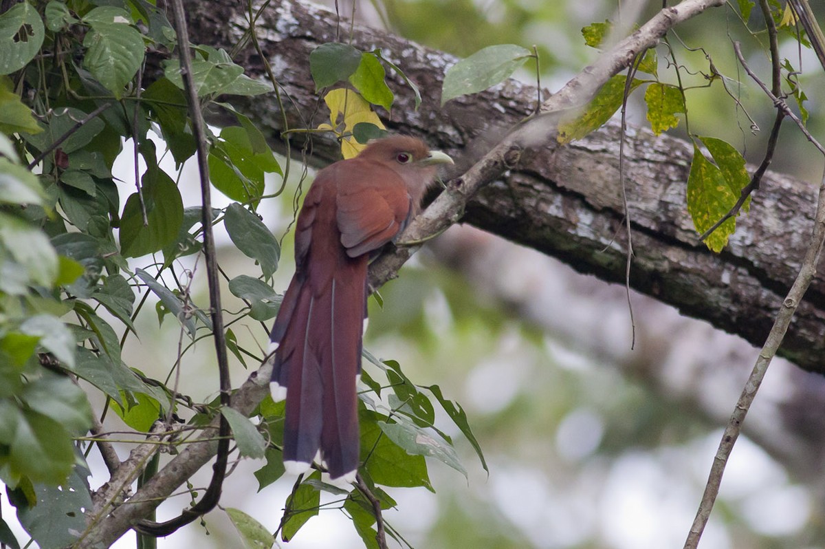 Squirrel Cuckoo (Middle America) - ML165579841