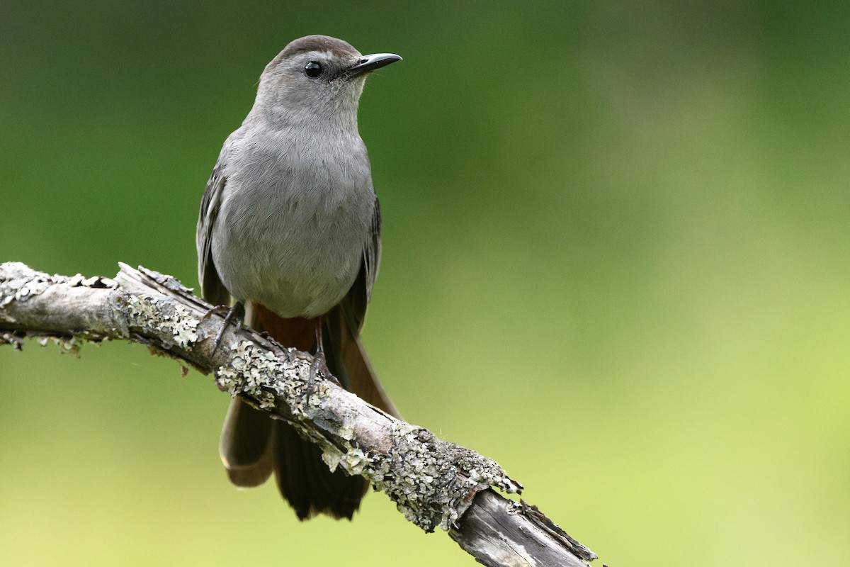 Gray Catbird - Darren Clark