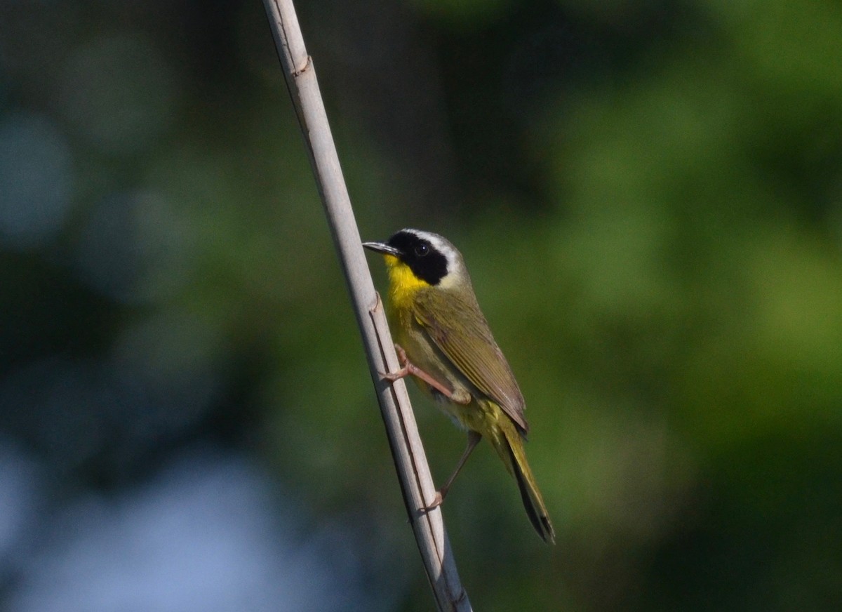 Common Yellowthroat - ML165580851