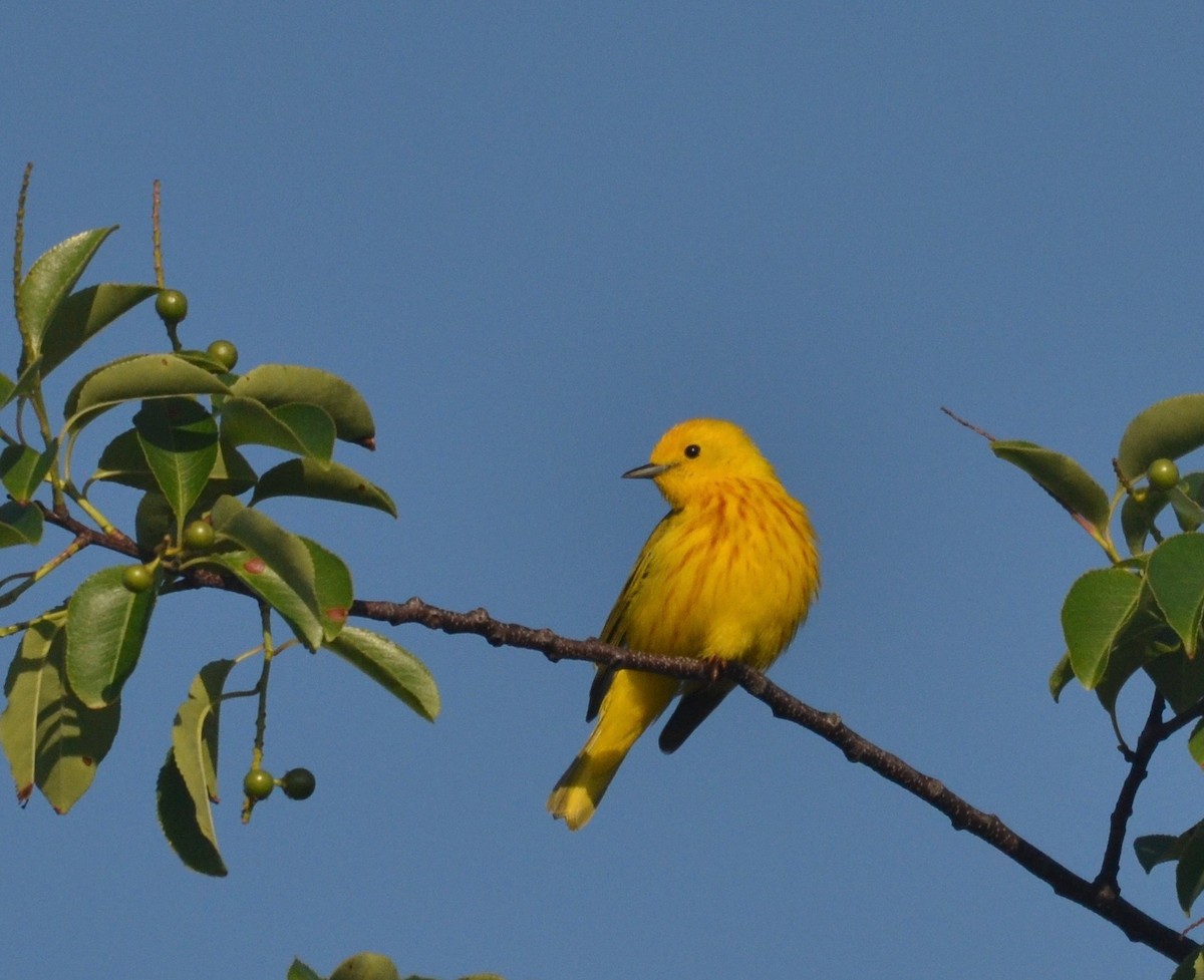 Yellow Warbler (Northern) - Peter Paul