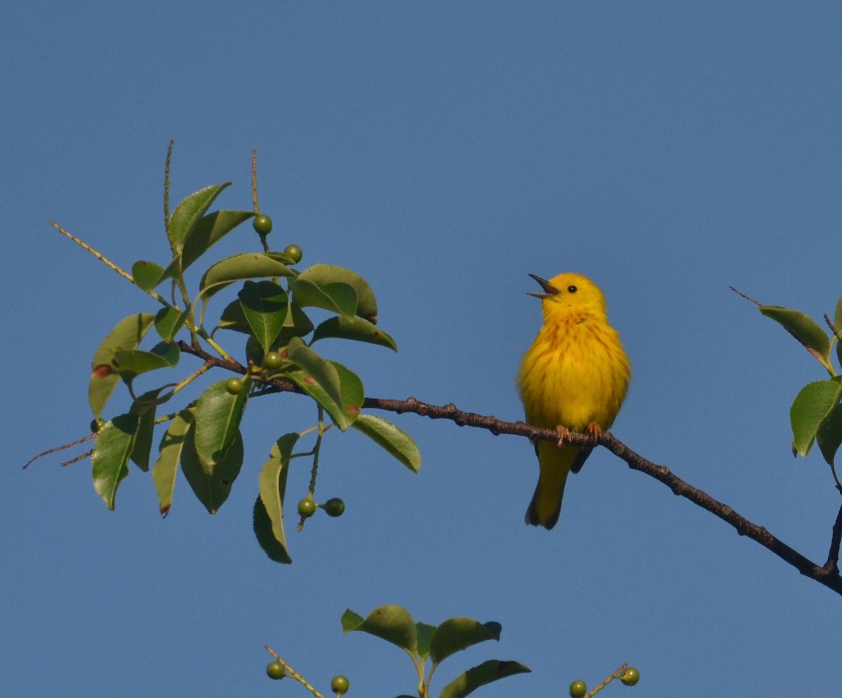 Yellow Warbler (Northern) - Peter Paul