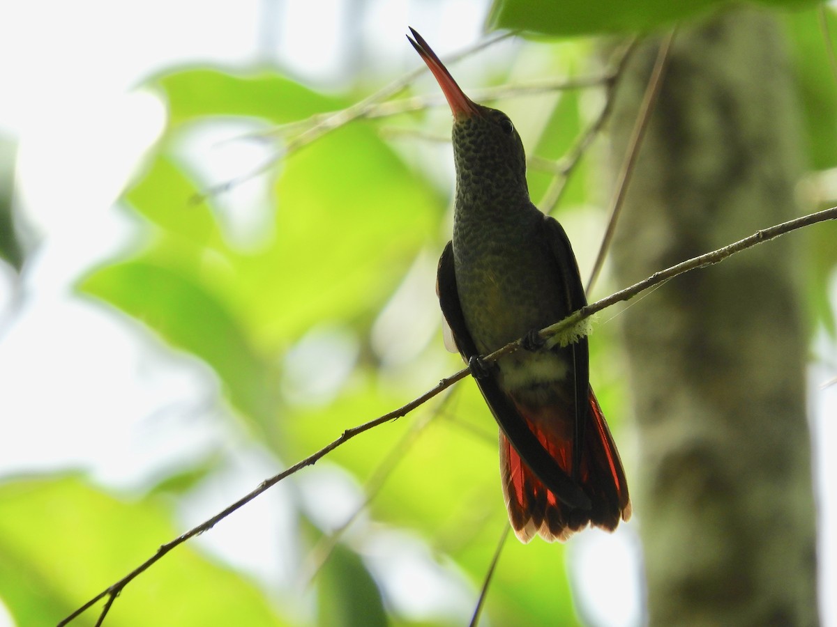 Rufous-tailed Hummingbird - ML165581321