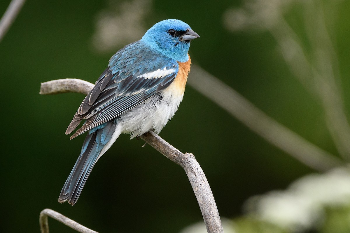 Lazuli Bunting - Darren Clark