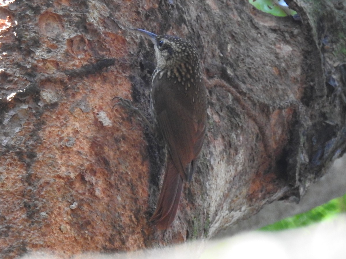 Lesser Woodcreeper - ML165581611