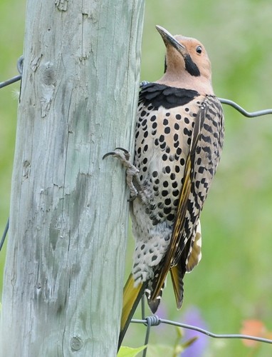 Northern Flicker - Donald Gorham