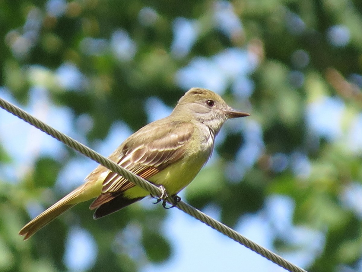 Great Crested Flycatcher - ML165581721