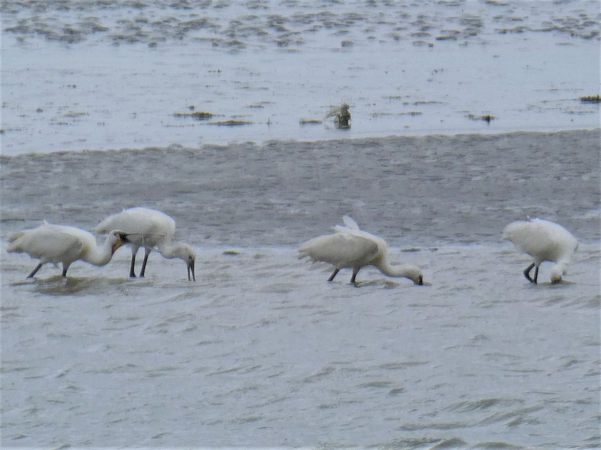 Eurasian Spoonbill - ML165582301