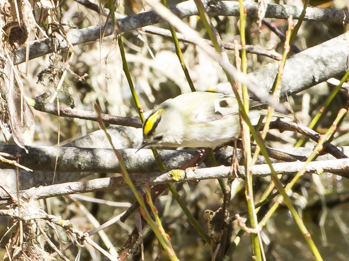 Goldcrest - ML165582501