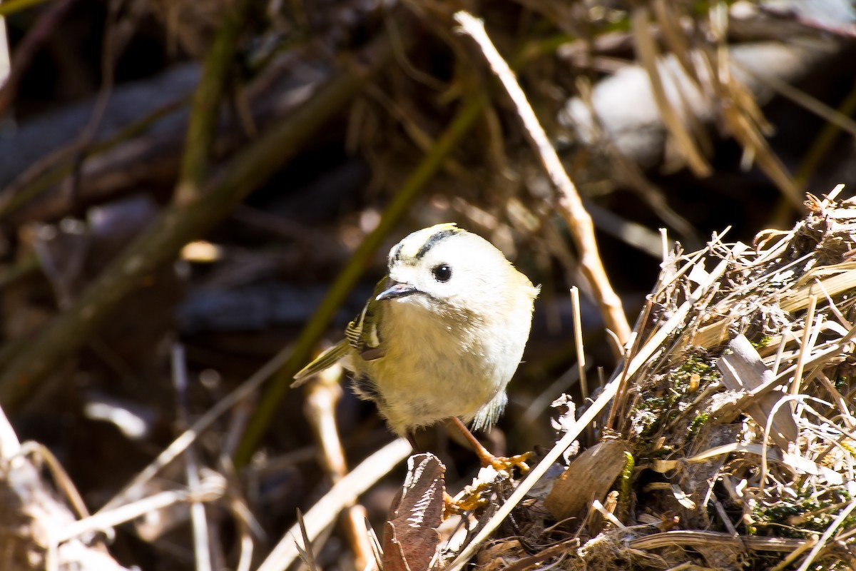 Wintergoldhähnchen - ML165582561