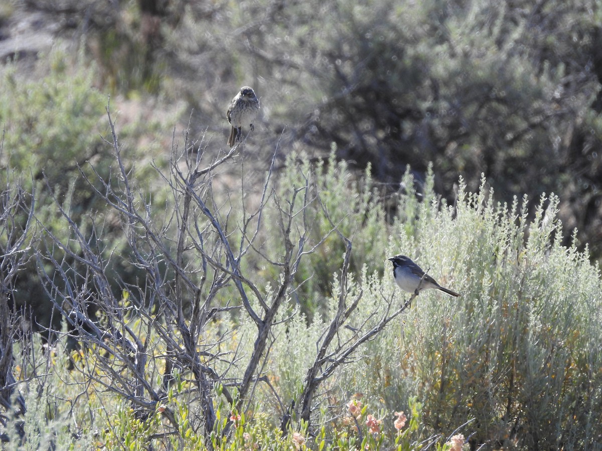 Black-throated Sparrow - ML165584601