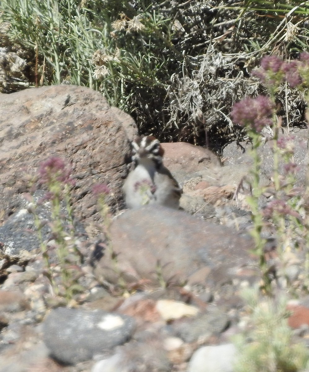 Chingolo Arlequín - ML165584651