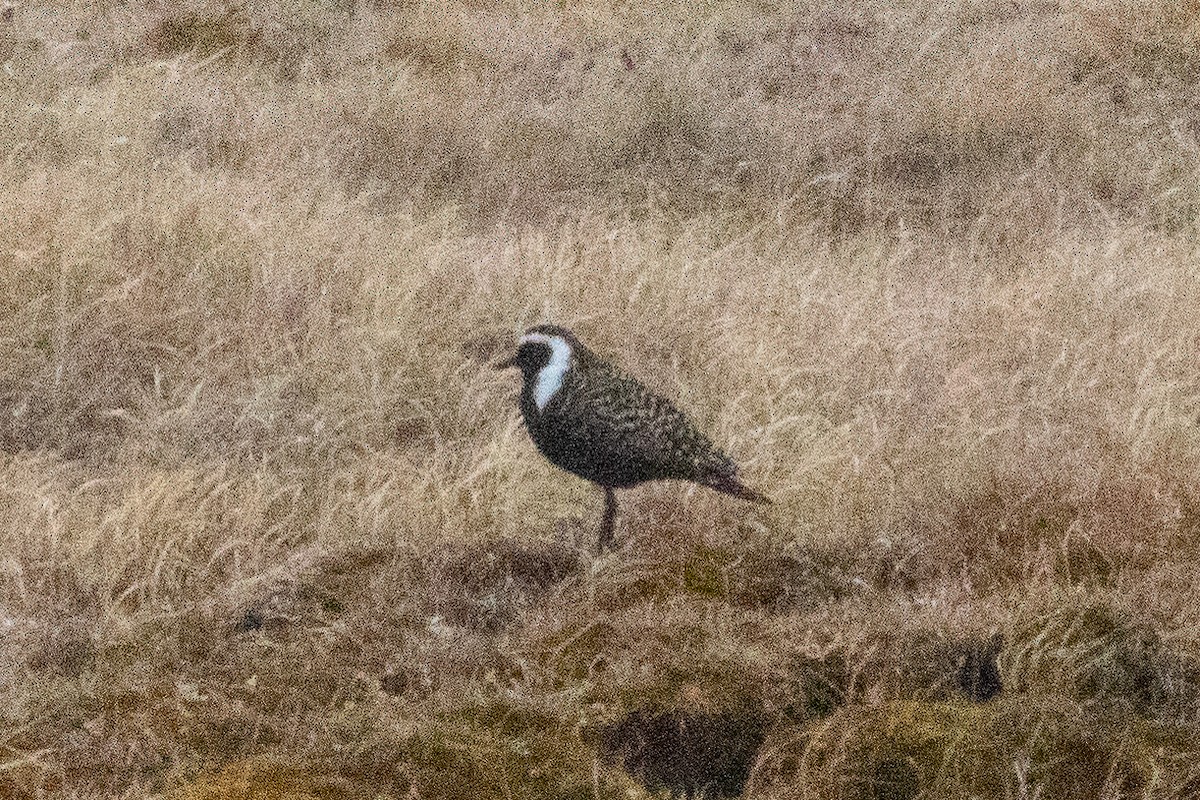 American Golden-Plover - ML165584851