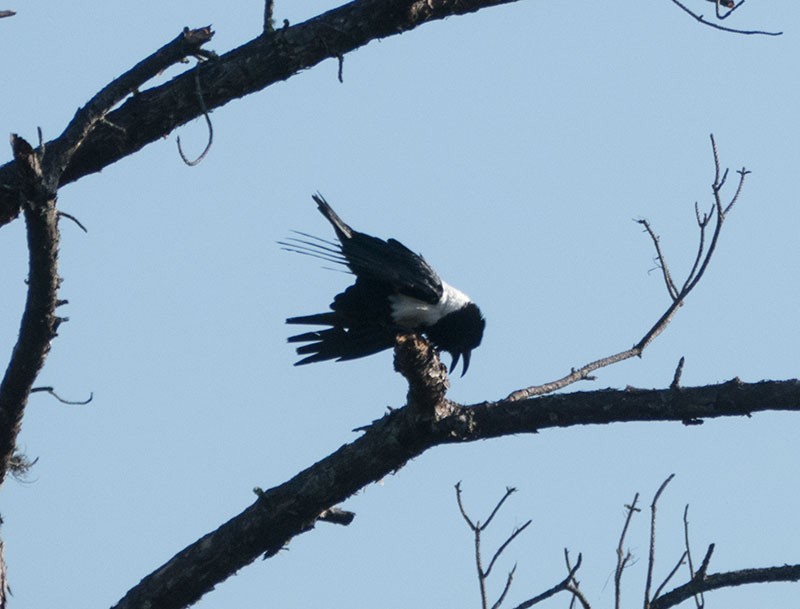 Corbeau pie - ML165587311
