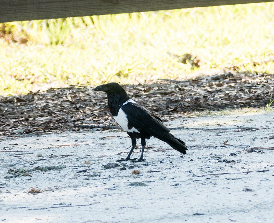 Corbeau pie - ML165587321