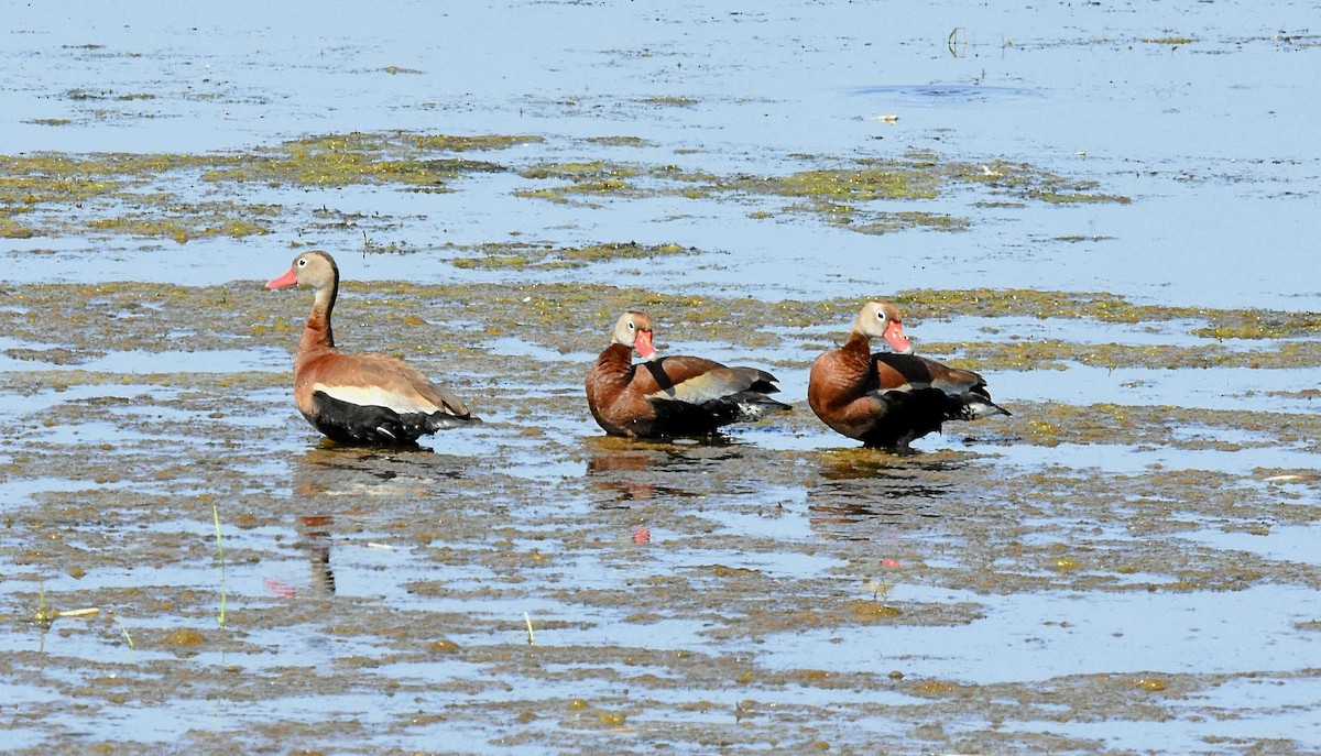 Black-bellied Whistling-Duck - ML165589061