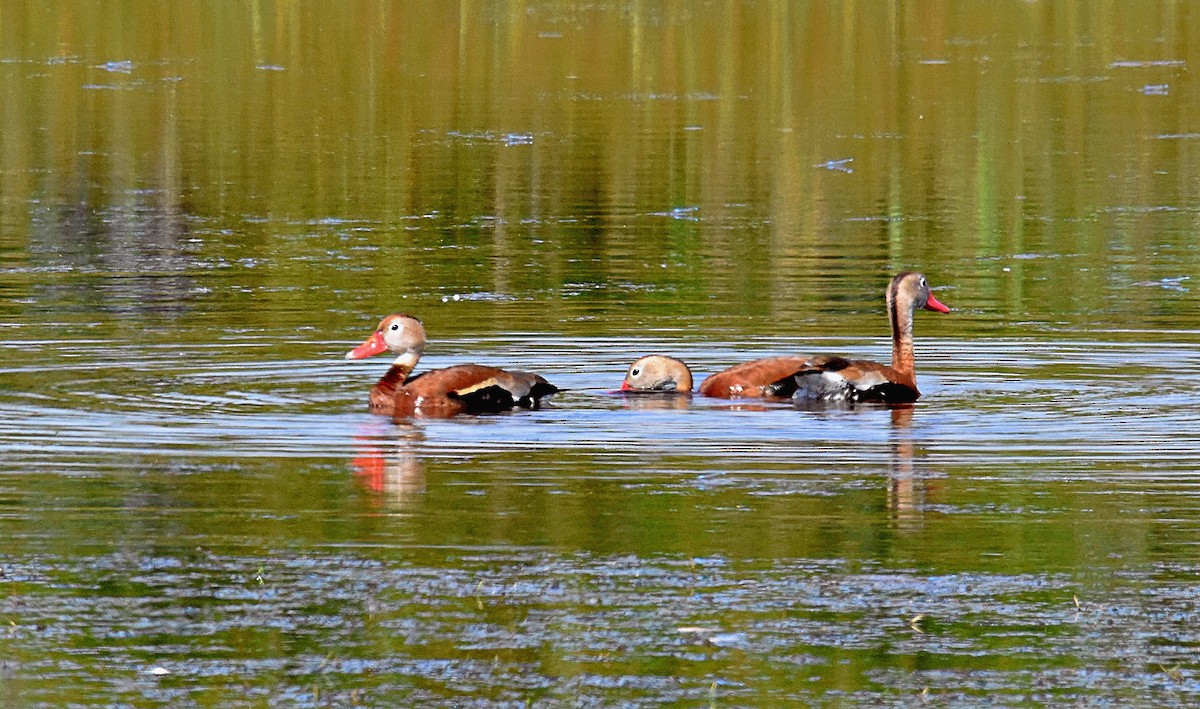 Black-bellied Whistling-Duck - ML165589101