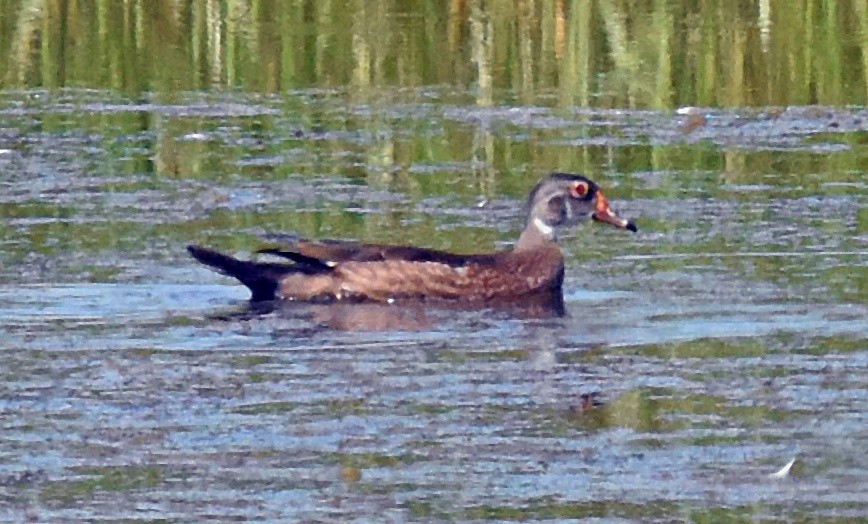Wood Duck - ML165589121