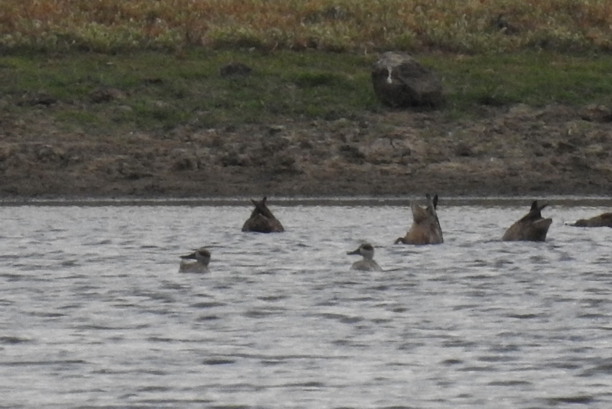 Marbled Duck - ML165591211