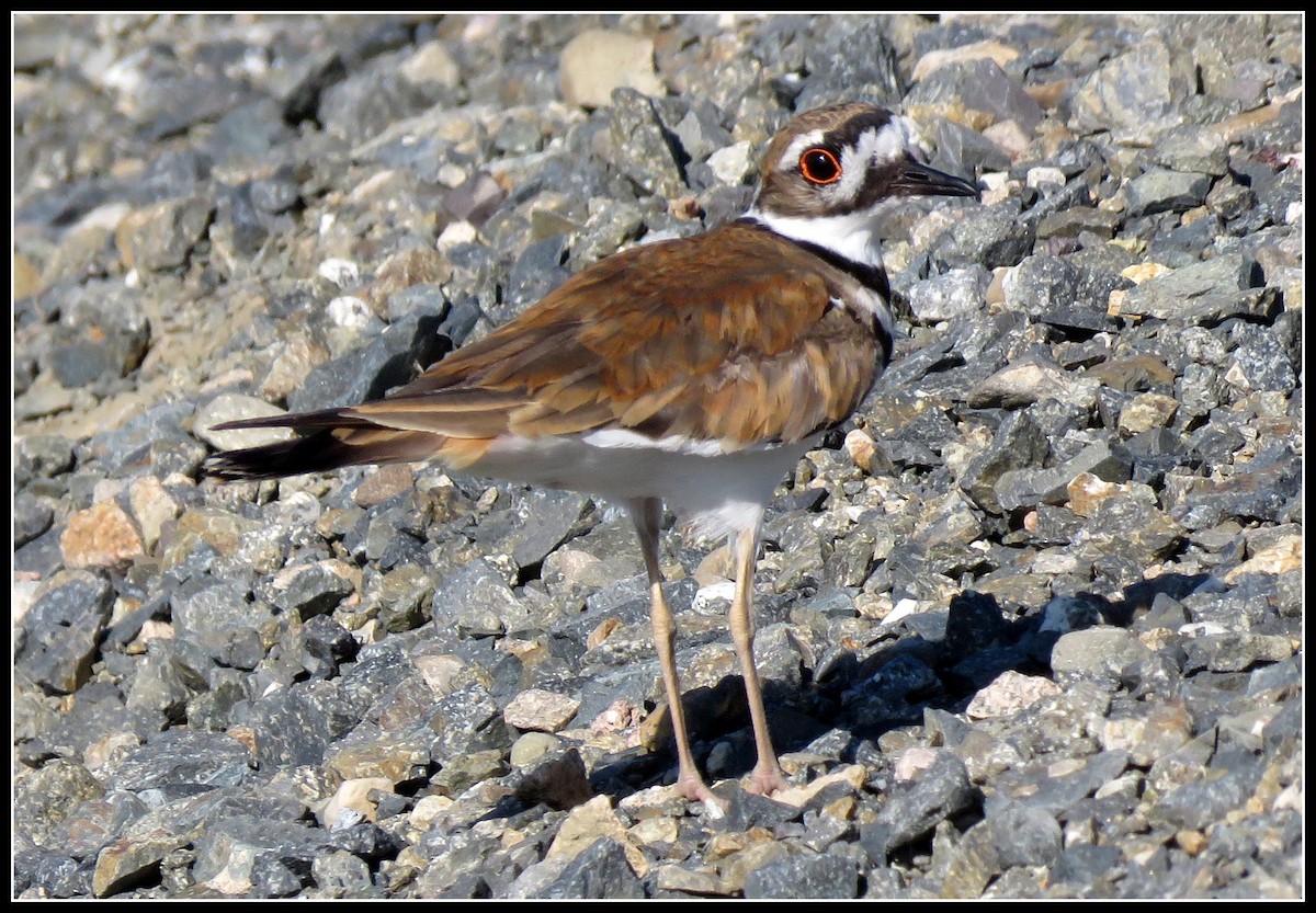 Killdeer - Peter Gordon