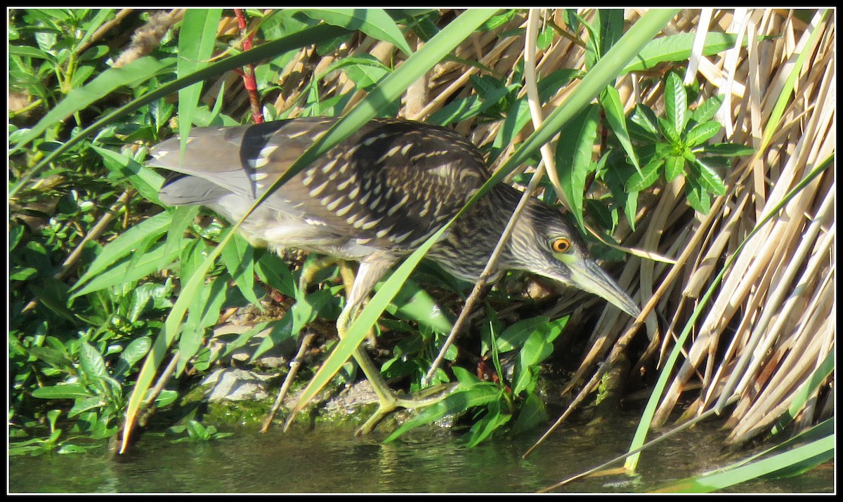 Black-crowned Night Heron - ML165591641