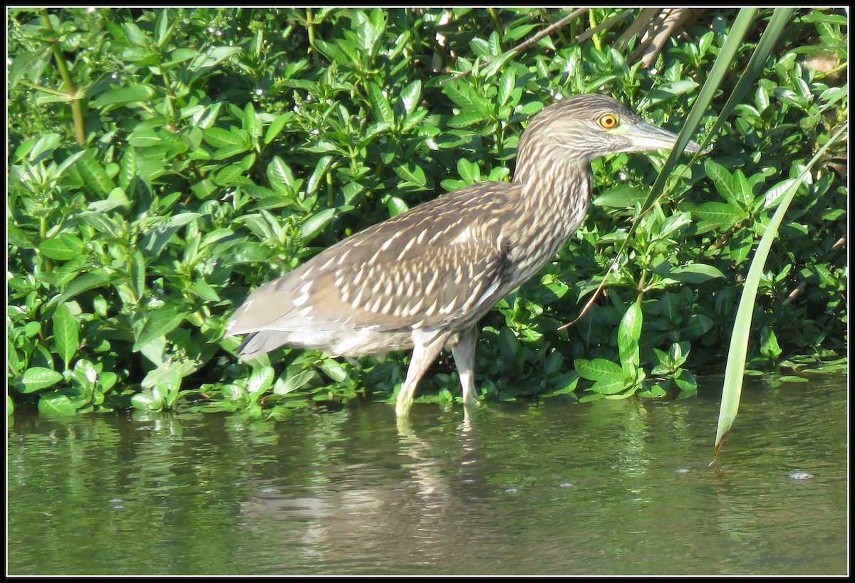 Black-crowned Night Heron - Peter Gordon