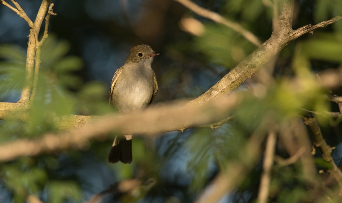 Small-billed Elaenia - ML165591801