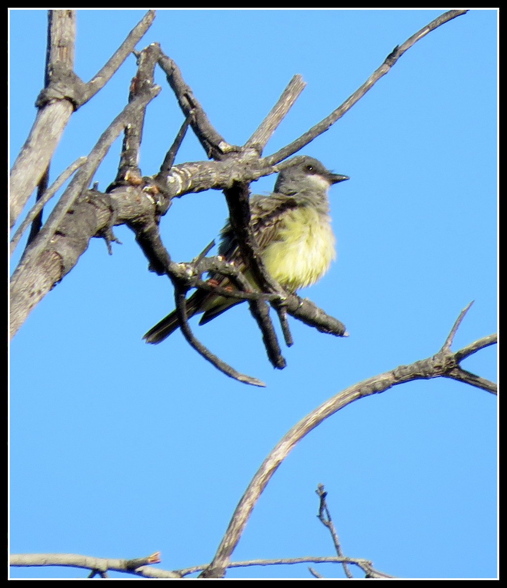 Cassin's Kingbird - ML165592221