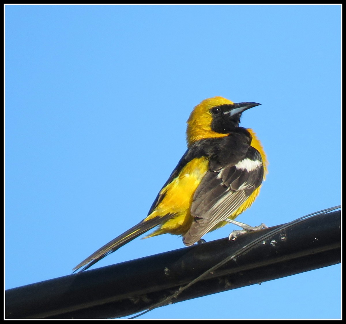 Hooded Oriole - ML165592641