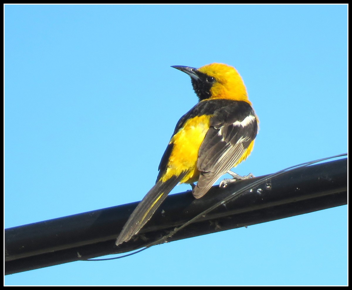 Hooded Oriole - Peter Gordon